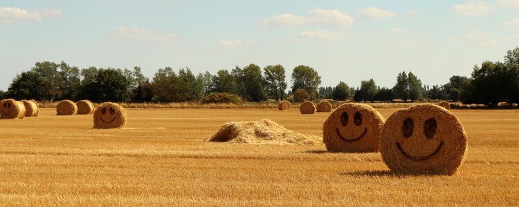 Harvest summer happy