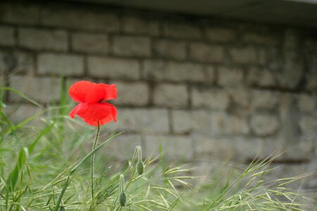 Summer flower wall