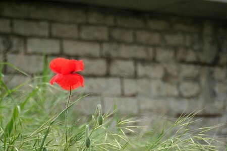 Summer flower wall photo