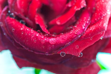 Krupnyj plan flower wet