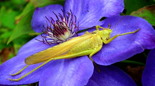 Summer the creation of nature
