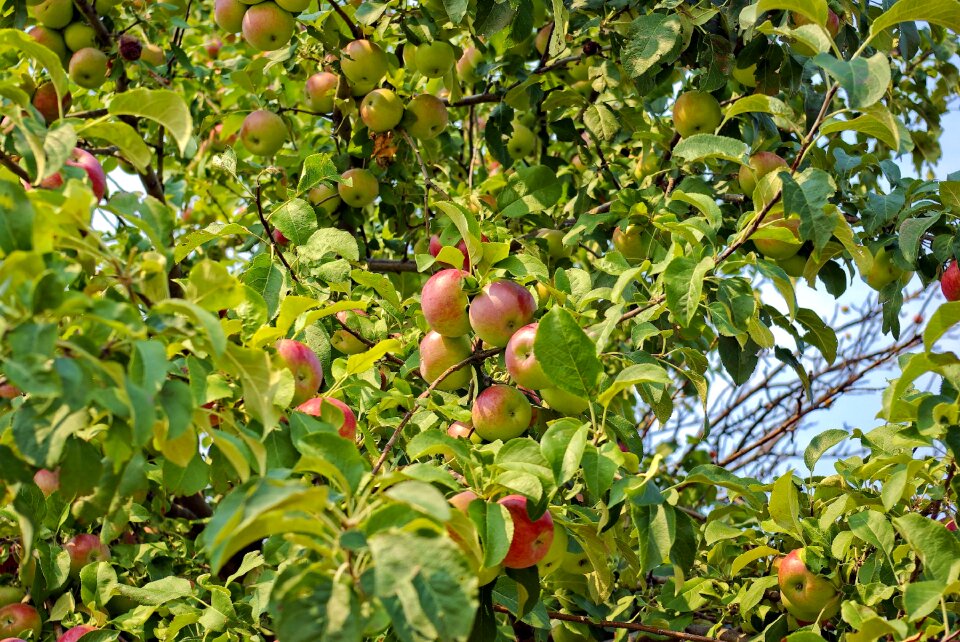 Fruit ripe orchard