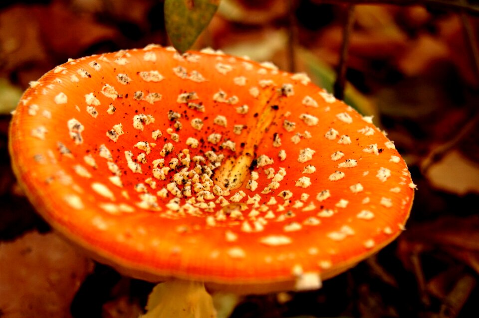 Macro garden autumn