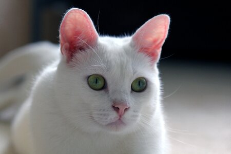 Pet animal fur