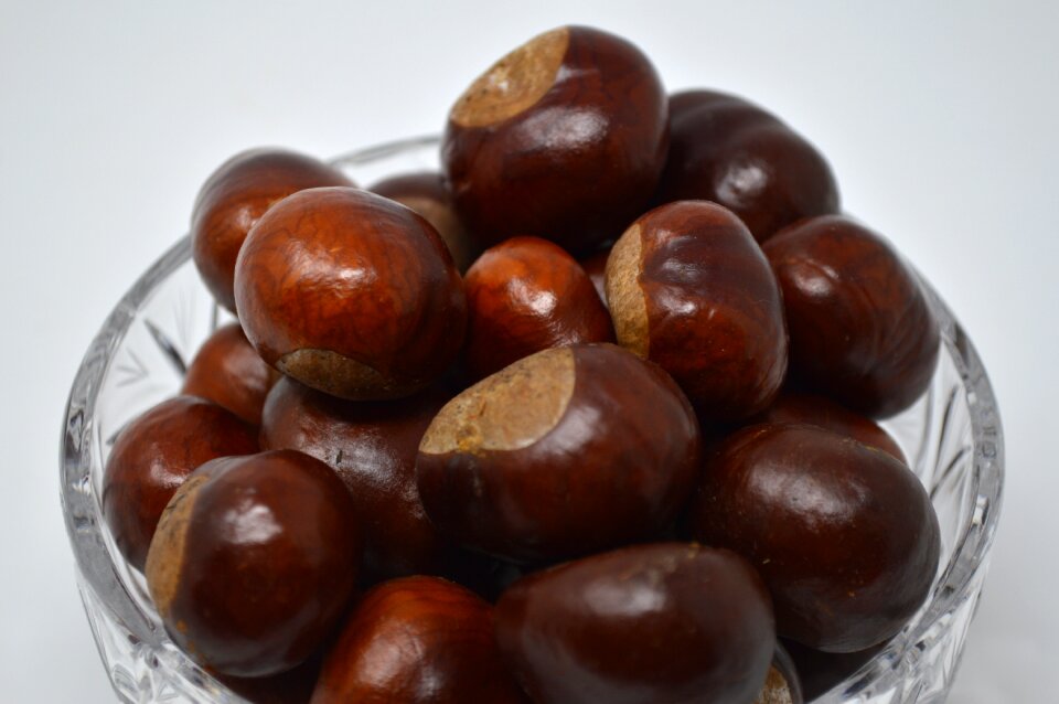 Chestnut nut nature photo