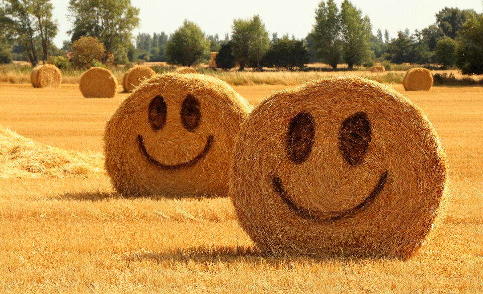 Harvest summer happy