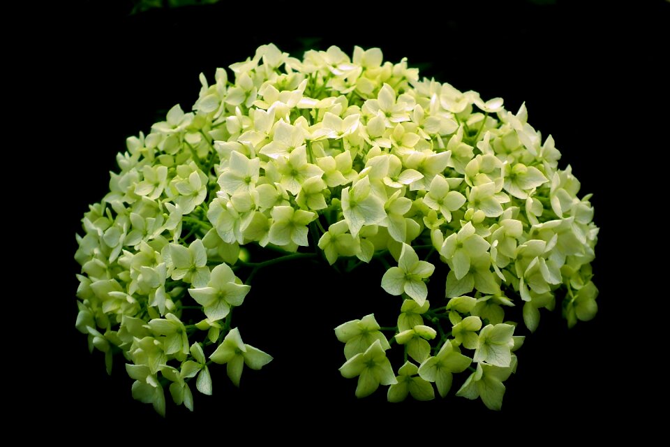 Summer macro decorative