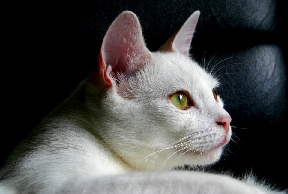 Fur feline whiskers