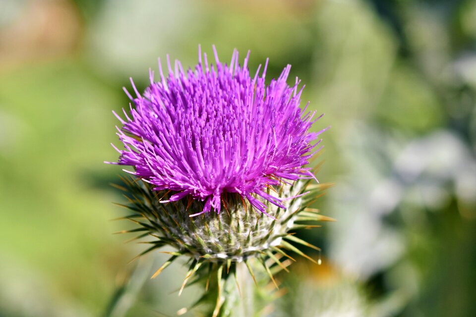 Spur prickly flower