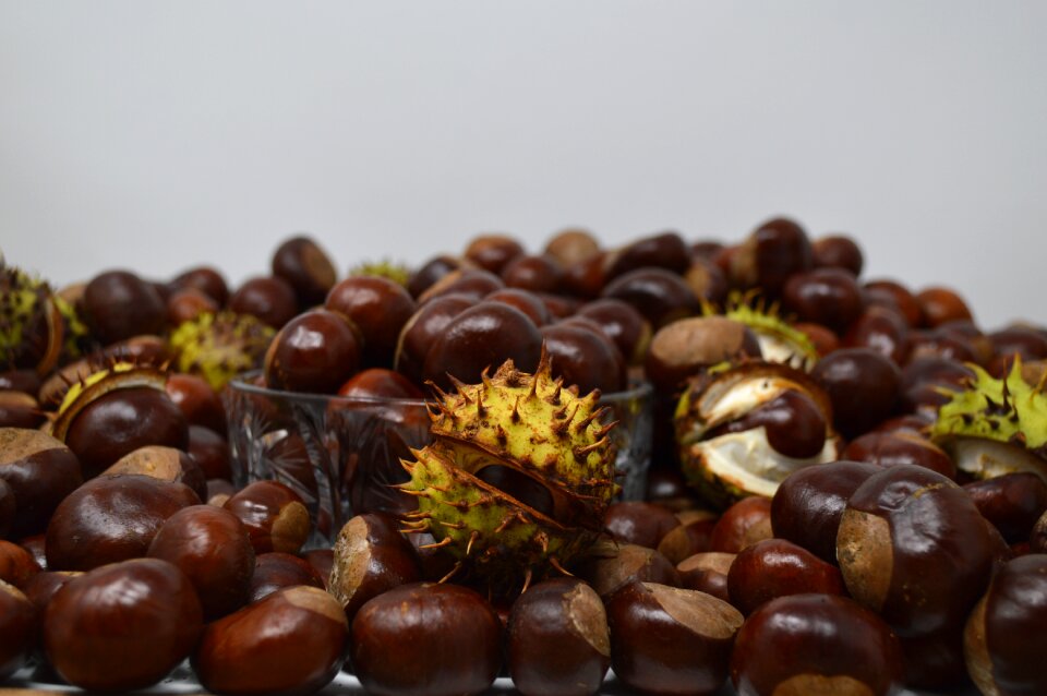 Chestnut nut nature
