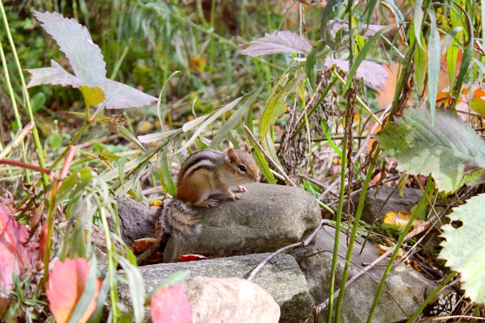 Tail fall autumn
