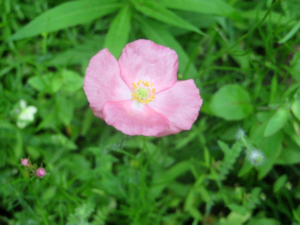 Nature blossom summer