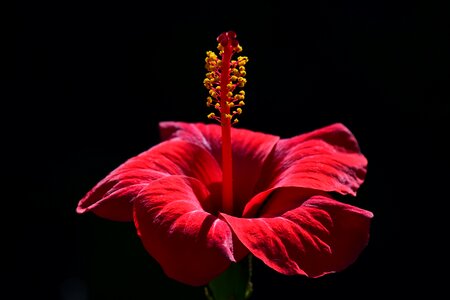 Flower red plant photo