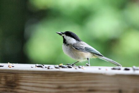 Nature wildlife animal