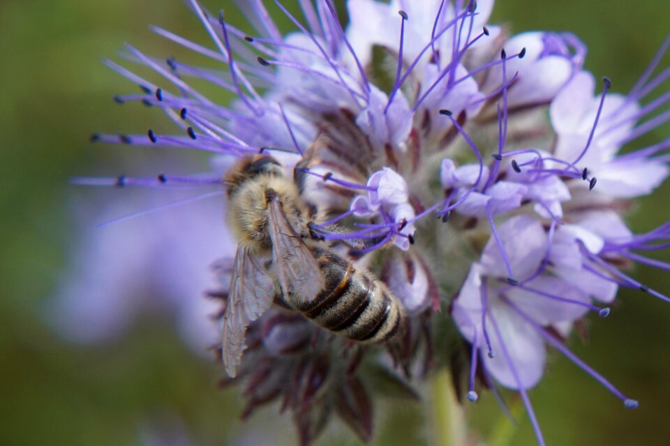 Close close up insect