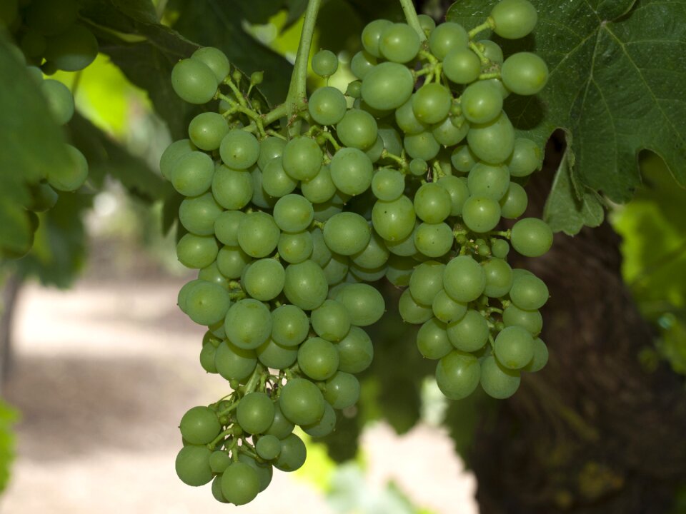 Parra white grapes cluster