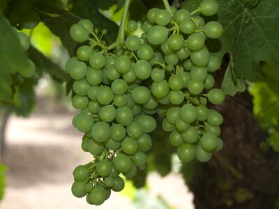 Parra white grapes cluster photo