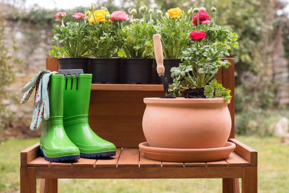 Plant summer spring