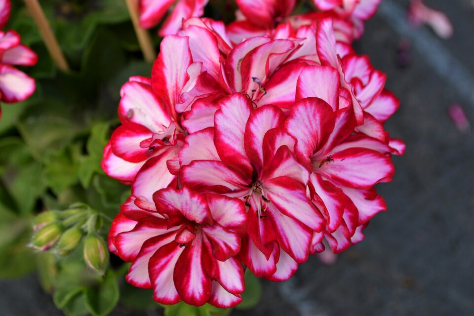 Bloom flower close up
