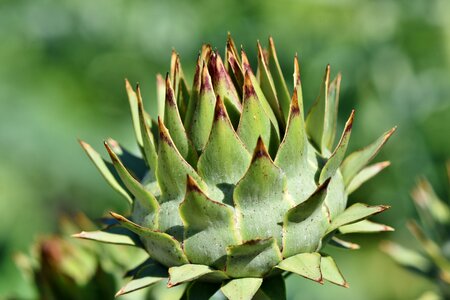 Medicinal plant plant tasty