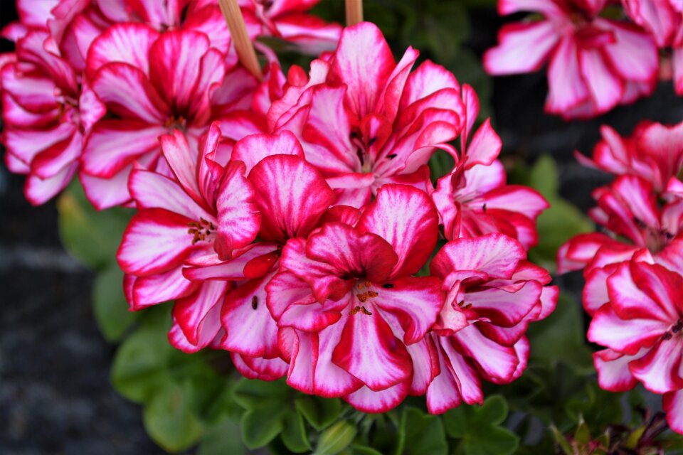 Bloom flower close up