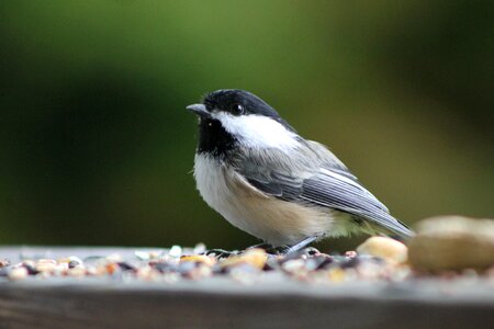 Seeds nature wildlife photo