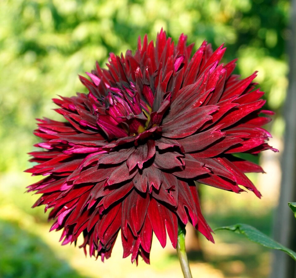 Flower flora dahlia garden