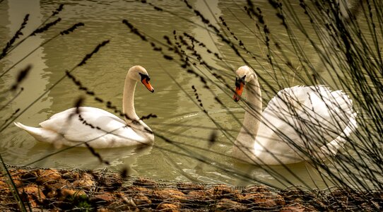 Waters couple white