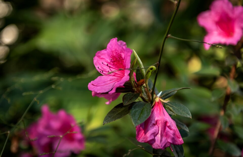 Green blossom bloom