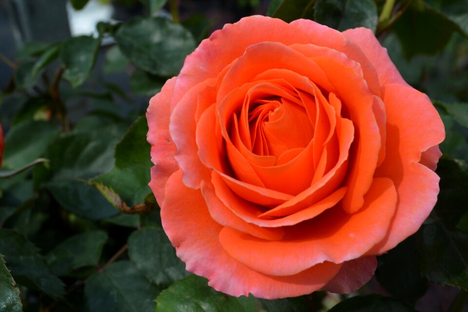 Bloom flower orange rose