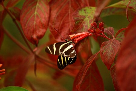 Butterfly nature animal world