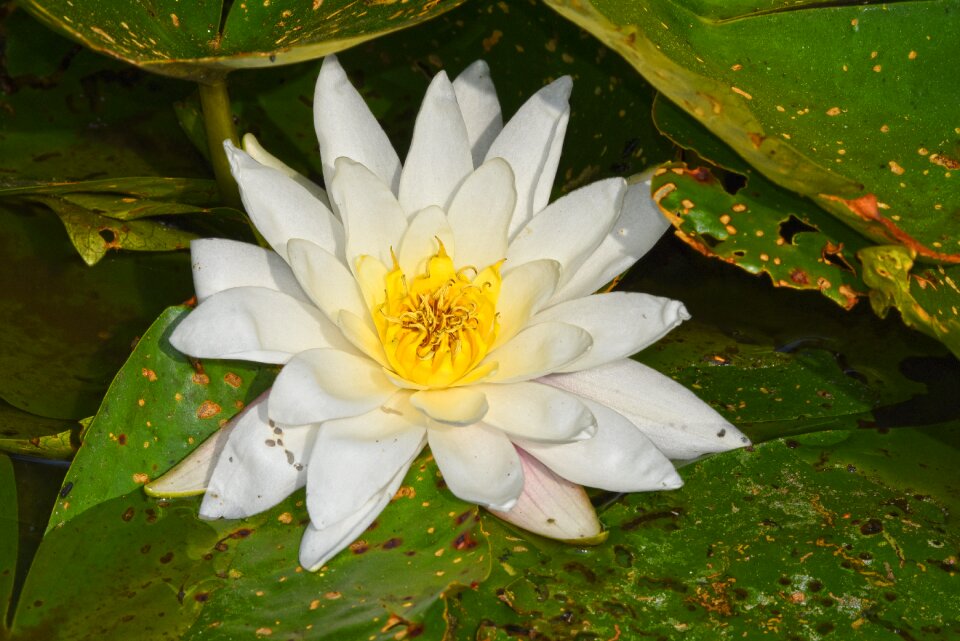 Flower pad lily pads