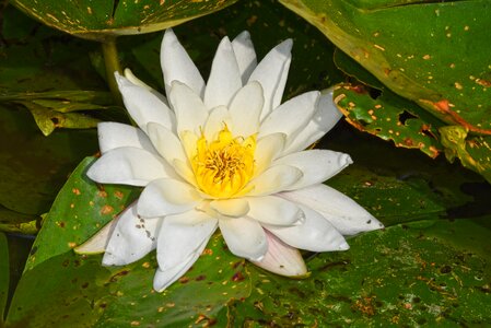 Flower pad lily pads photo