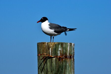 Outdoors sky laughing gull