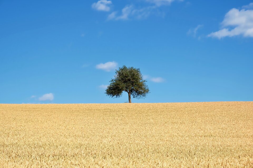 Cornfield summer sky