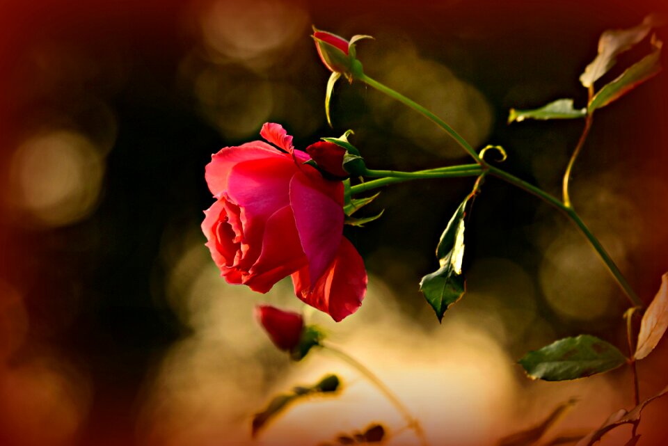 Bud bloom romance