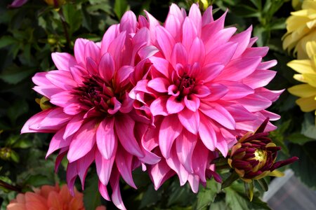 Pink flower close up garden photo