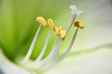 Blur plant close up photo
