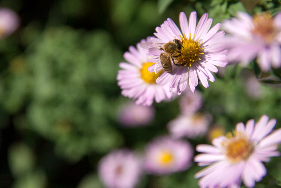 Nature animal pollen