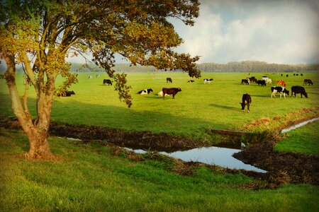 Pasture tree ditch photo