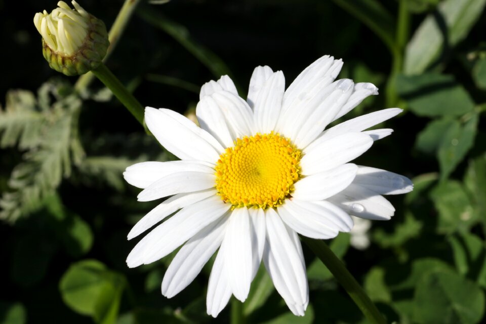 Meadow field white
