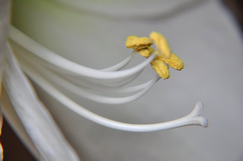 Flower close up amaryllis