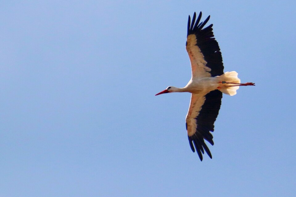 Wing air freedom