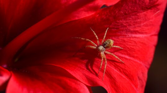 Close up arachnids blossom