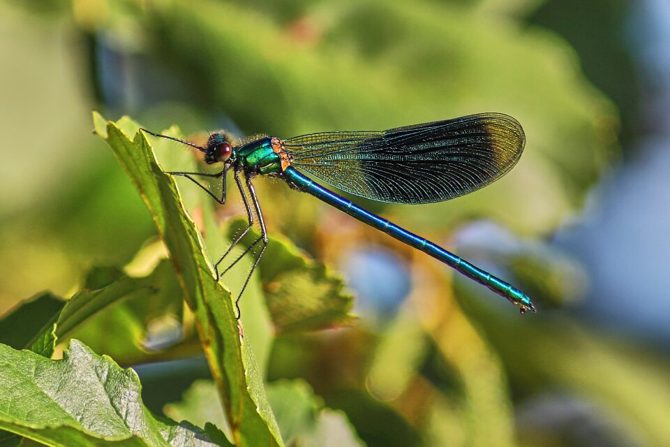 Macro summer green