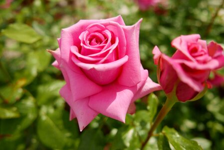 Pink nature pink roses
