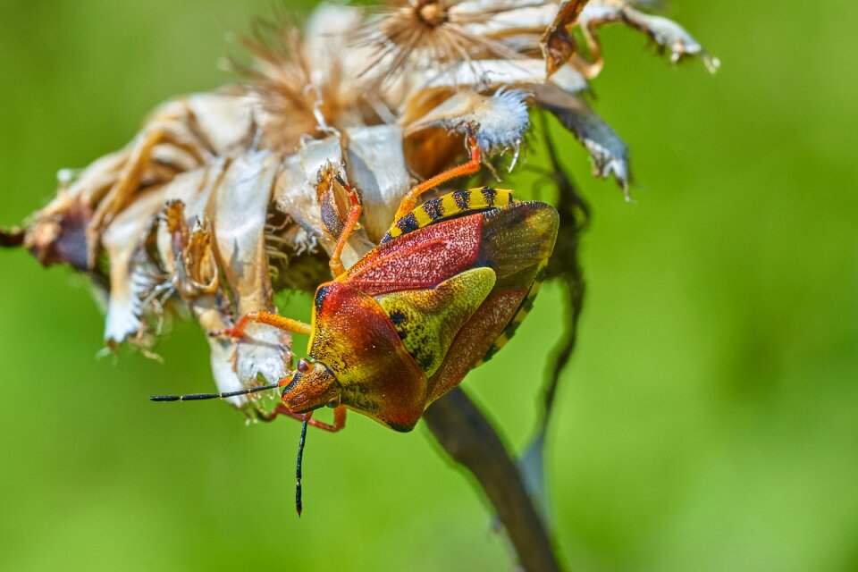 Plant bloom pollen