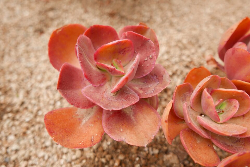 Orange orange flower cactus
