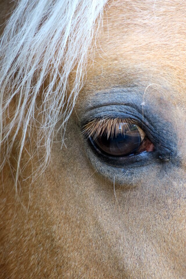 Horse head mane animal portrait