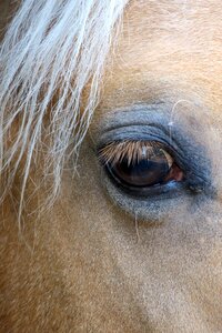 Horse head mane animal portrait